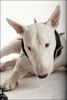 Bull Terrier