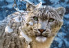 Snow Leopard