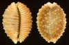 Cypraea granulata