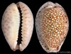 Cypraea ocellata