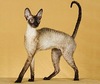 Cornish Rex