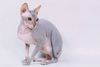 Sphynx-cat