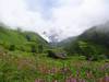 Valley of Flowers - Nanda Devi (Индия)