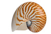 Nautilus