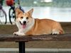 Welsh Corgi