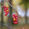 Серьги ручной работы "Autumnal berries"