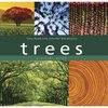 Книга Trees: A Visual Guide (Tony Rodd, Jennifer Stackhouse)