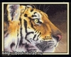 Dimensions "Tiger Profile"