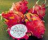 Dragon fruit (pitahaja)