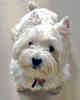 West Highland White Terrier