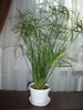 Циперус папирус (Cyperus papyrus)