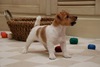 Jack Russel Terier