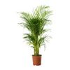 Areca Palm