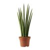 Snake plant