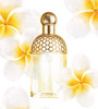 Aqua Allegoria Tiare Mimosa, Guerlain