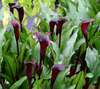 Zantedeschia