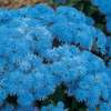 Ageratum Houstonianum 'Blue Danube'