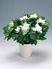 Gardenia jasminoides