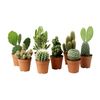 Растение в горшке CACTACEAE Икеа