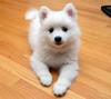 Samoyed