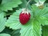 Wild strawberries