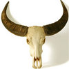 buffalo skull