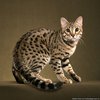 Bengal Cat