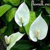 Спатифиллум (Spathiphyllum)