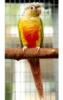 Yellow-sided green-cheek conure