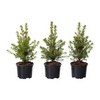 PICEA GLAUCA CONICA