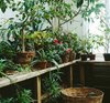 Комнатные цветы и растения / Houseplants