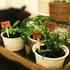 indoor herb garden