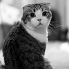 котёнок Scottish Fold