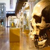 hunterian museum