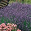 Lavendel Der Klassiker (Lavandula angustifolia)