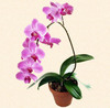 Phalaenopsis