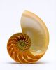 Nautilus shell