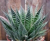 Алоэ остистое (Aloe aristata)