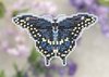 Mill Hill - Black Swallowtail (beaded kit)