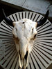 Buffalo skull