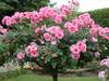 Rose tree