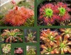 Drosera Seeds Collection