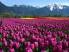 Tulips in the Fraser Valley