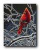 Ice Cardinal