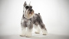 miniature schnauzer