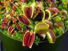 венерина мухоловка (dionaea muscipula)