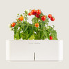 Click & Grow smartpot with tomato