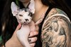 Two sphynx kitten