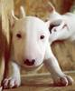 Miniature bull terrier