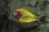 Tropheus sp il Yellow. цихлида озера танганьика